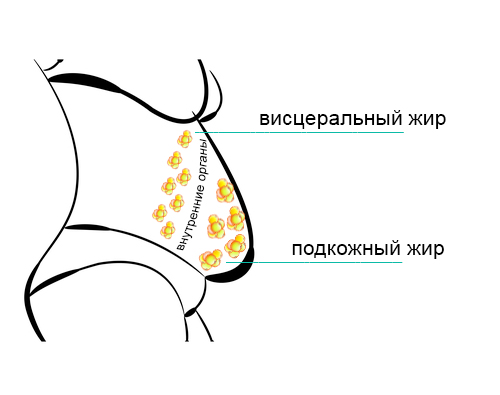 схема жировых отложений живота