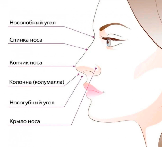 анатомия носа