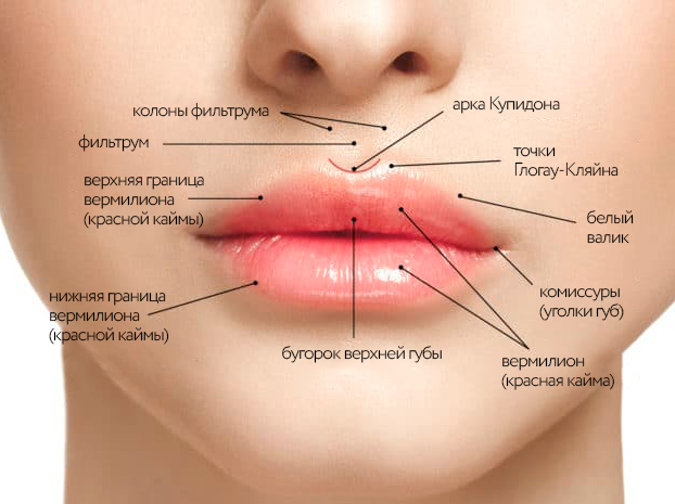 строение губ